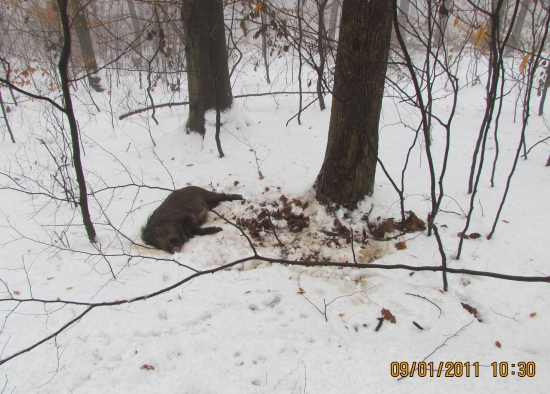 zadarilo sa - prasiatko na spoločnej...