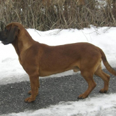 Jumbo z Pralesa Pu