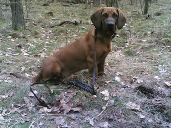 Jumbo z Pralesa 11 měsíců