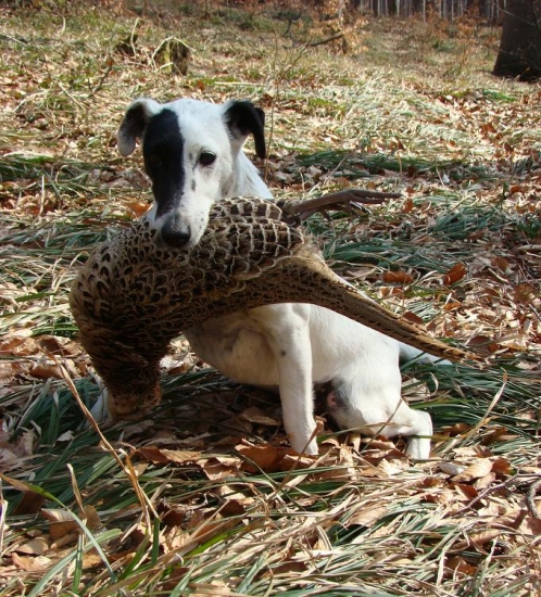 Přínašení slepice foxíkem