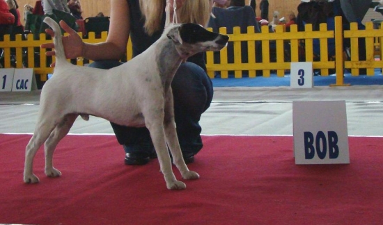 Špeciálna výstava teriérov - Viničné