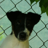 Foxík junior