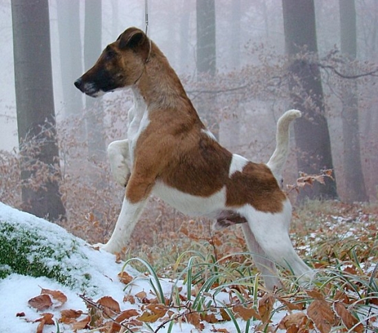 Gonzales v  Karpatech