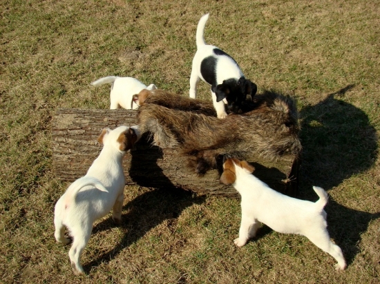 Foxíci u škáry z černé