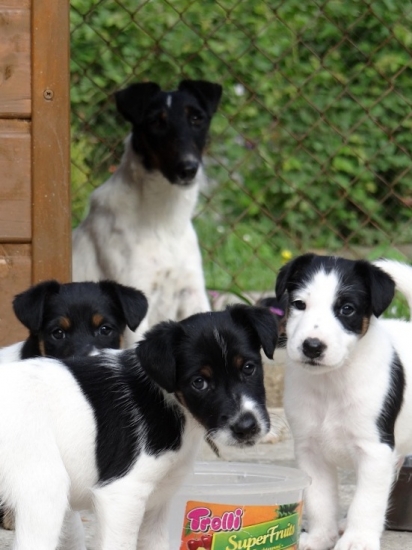 Foxteriér z Karpatských strání