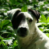 Kilián od Rytíře Malovce