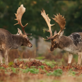 Souboj daňků v říji