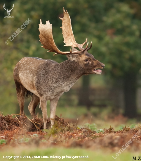 Říje v Karpatech