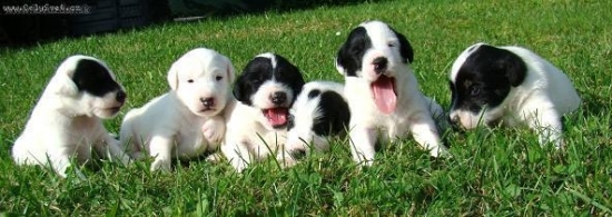 Foxterieři z Karpatských strání