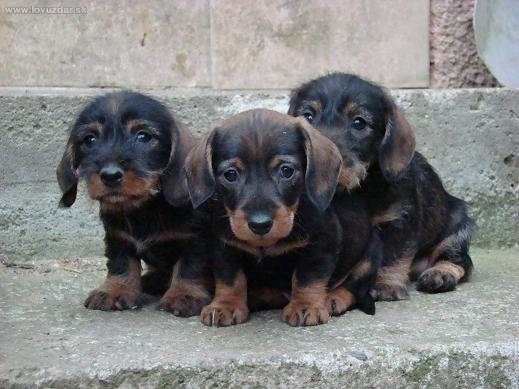 z Lopenických kopců