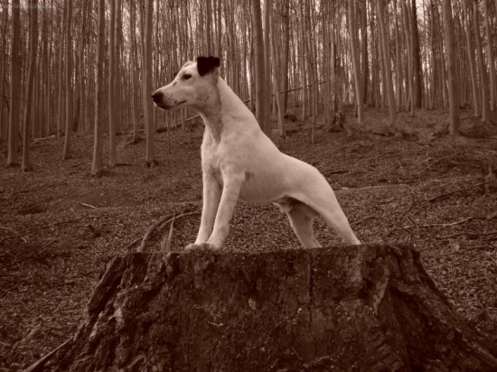 z Karpatských strání