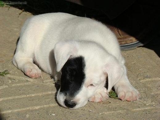 Junior Fox Terrier Smooth