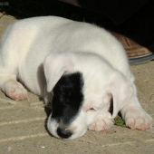 Junior Fox Terrier Smooth