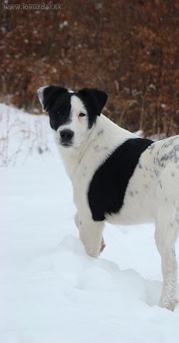 Arés z Karpatských strání