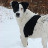 Arés z Karpatských strání