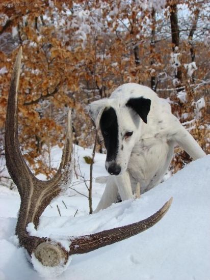 Foxteriér Kilián a zhoz