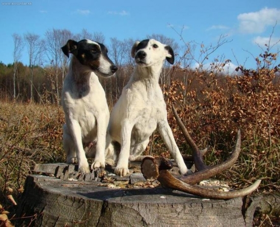 Foxteriéři z Karpatských strání