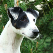 Fox Terrier Smooth