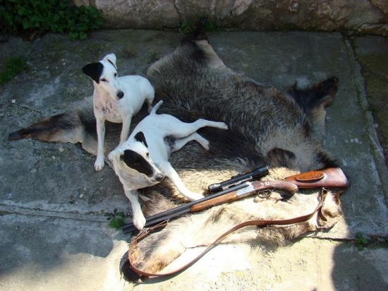 Kennel z Karpatských strání (Fox Terrier Smooth)