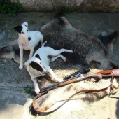 Kennel z Karpatských strání (Fox Terrier Smooth)