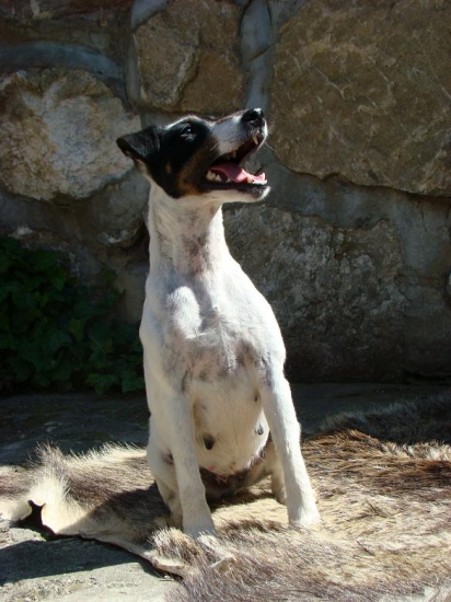 Foxteriérka  CH. Edit od Oslavy