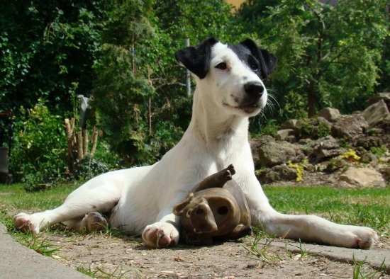 Foxteriér Bernardo z Karpatských strání