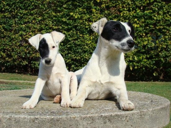 Duo Fox Terrier