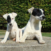 Duo Fox Terrier