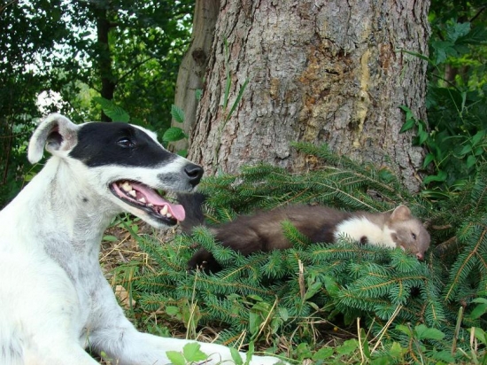 Kilián s kunolu skalní