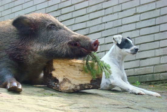 Ranní dohledávka černé zvěře