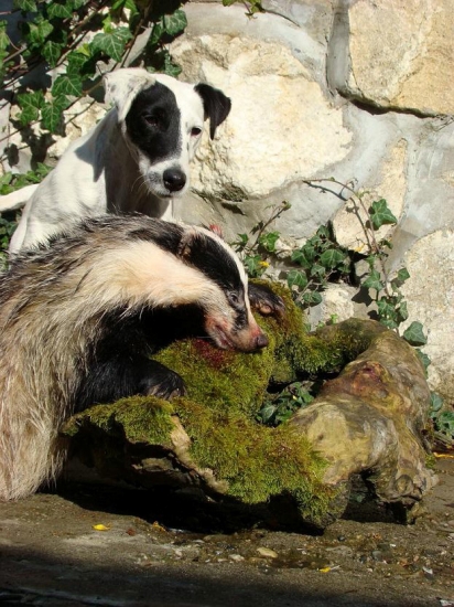 ch. st. z Karpatských strání