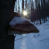 Západ slunce v Karpatech