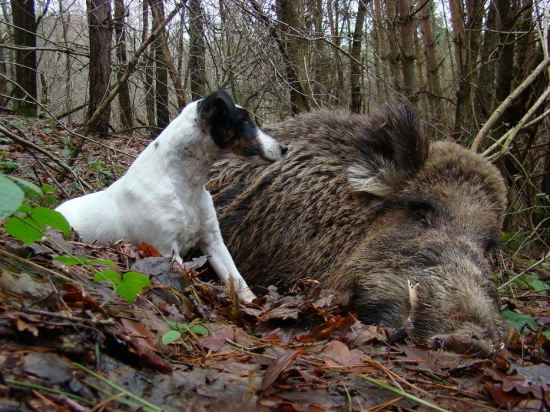 Fox dohledal černou