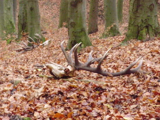 Aj to sa občas stáva-ruja 2013