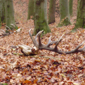 Aj to sa občas stáva-ruja 2013