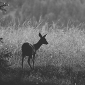 trošku netradične do čiernobiela