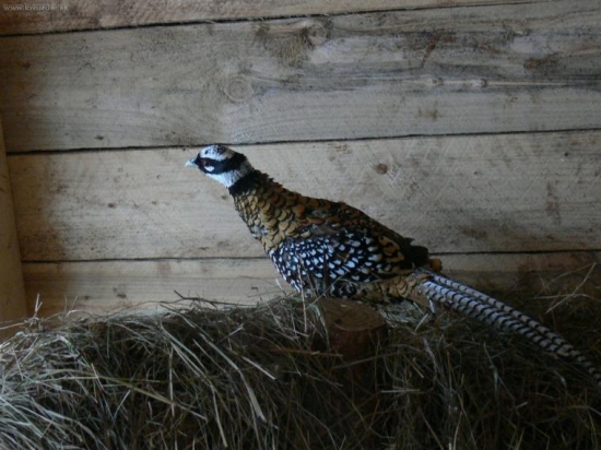 bazant kralovsky-kohut