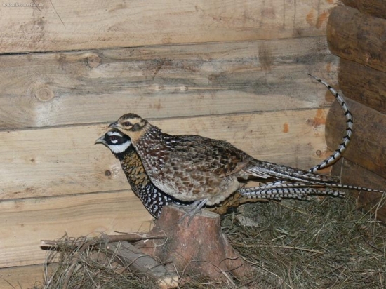 bazant kralovksy syrmaticus reveesis