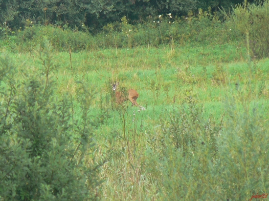 srnček