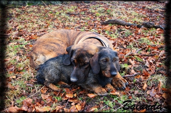 Ikara Viva Moravia a Berni z Mihálikovho Dvora