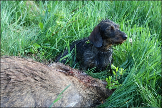 spomienka na jarný lov lanštiakov