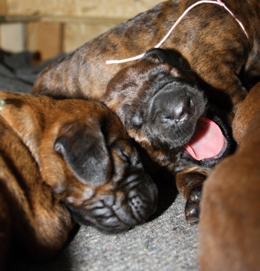 Pes Baskervillský...