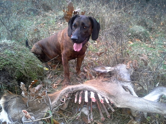 Dohľadané jelienča