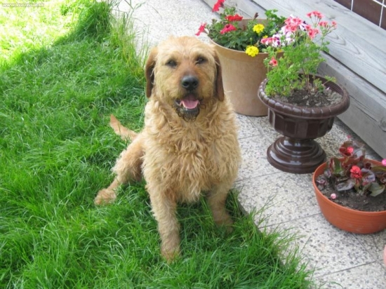 Štajerský durič AJAX