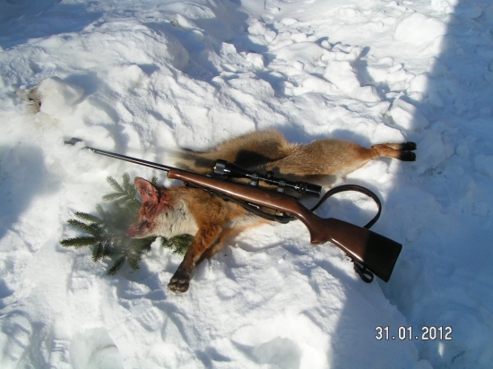 Tuhle zimu první vycházka na lišky