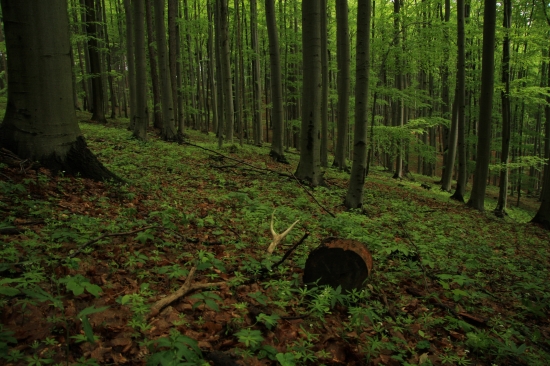 Pozdrav pro Petere do Anglie