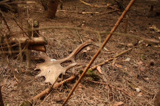 Ještě jedna lopata z nezapomenutelné neděle