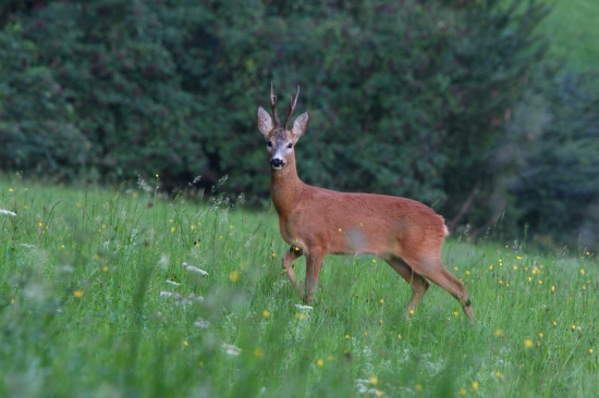 Krásné ráno s Petere