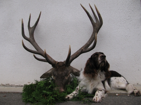 Nem.prep. Dark z Lovoše