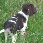 Můj nový pomocník Nkř.